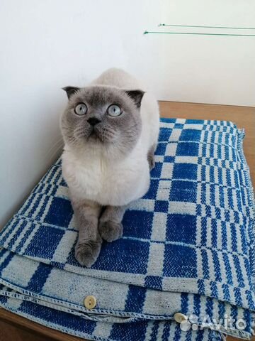 Шотландский котик на вязку