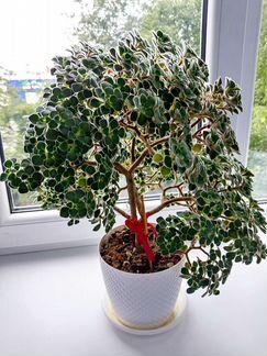 Аихризон дерево любви. Подарок. Декор