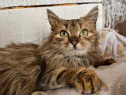 Купить недорого кошку или котёнка 🐈 в Лотошино | Цены на котов 