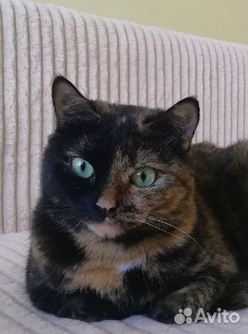 Петюня - кошка с изюменкой