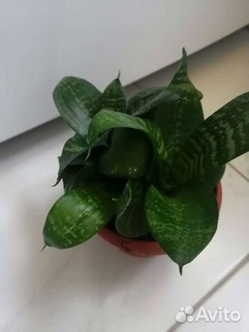 Сансевиерия Ханна