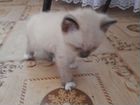 Котёнок от Тайской кошки объявление продам