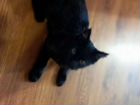 Котенок мейн-кун черный объявление продам