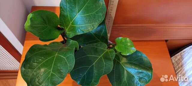 Фикус лировидный бамбини
