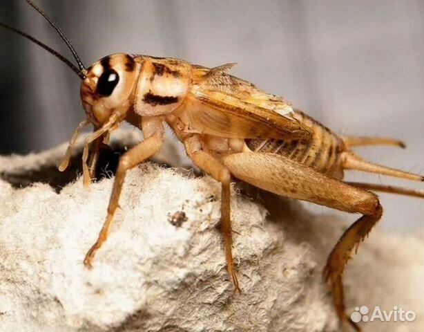 Кормовые насекомые. Домовый сверчок и другие