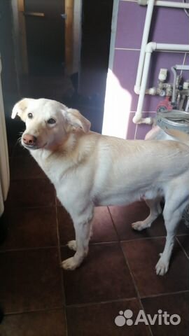 Отличный пёс в хорошие руки