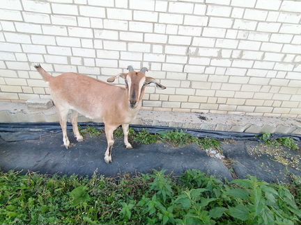 Нубийская коза - фотография № 5