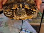 Красноухая черепаха бесплатно с аквариумом и возду