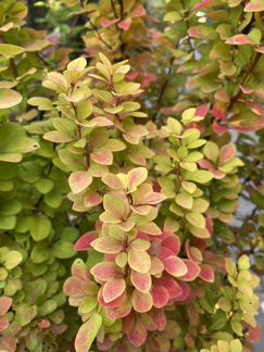 Барбарис Мария