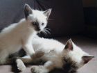 Тайские-сиамские котята объявление продам