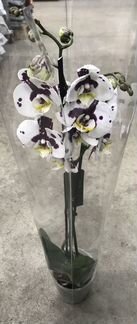 Фаленопсис Красный Крест. Доставка