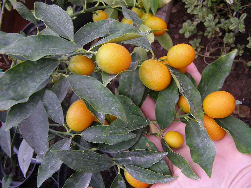 Авито мандарин. Лимон Пандероза саженцы.