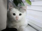 Шикарный котята ищут дом объявление продам