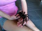 Паук гигант Lasiodora parahybana и другие пауки объявление продам