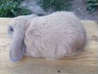 Кролики вислоухие породы Баран