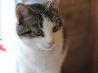 Котик Батоша ищет дом, 8 месяцев объявление продам