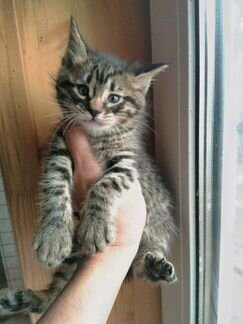 Саванна ф5 котята