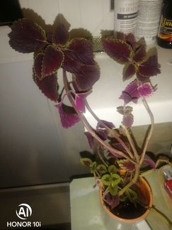 Колеус (Крапивка комнатная)