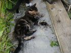 Сибирские котята митисы объявление продам