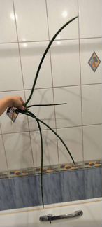 Сансевиерия цилиндрика