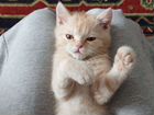 В дар рыжего котенка,персидский