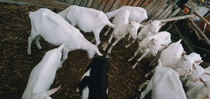 Зааненские козы - фотография № 4