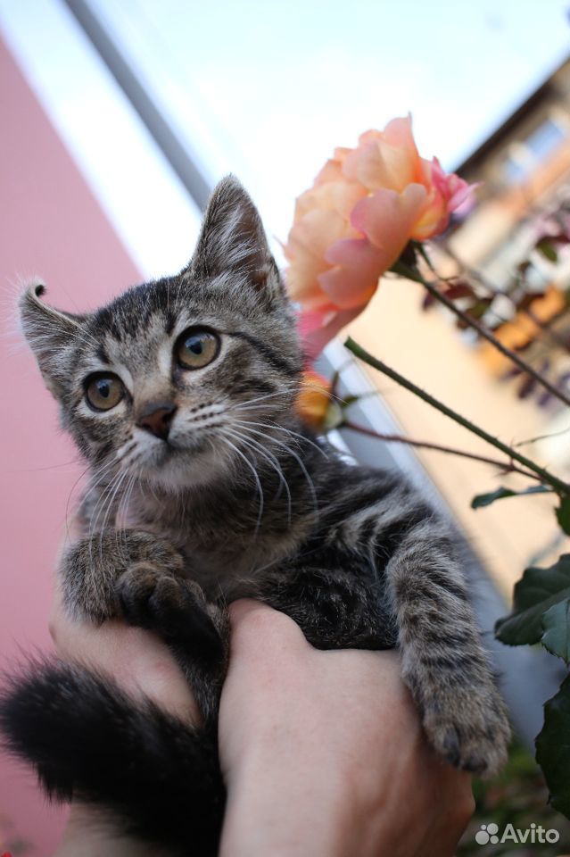 Кошка