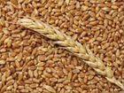 Продается пшеница объявление продам