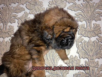 Шикарные Тибетские мастифы