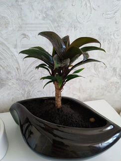 Цветы в стиле Бонсай