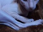 Кошка канадский сфинкс резинка объявление продам