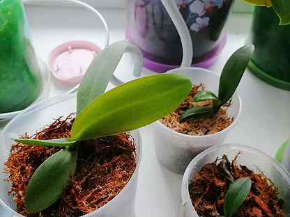 Орхидеи Детки Купить В Интернет Магазине Недорого