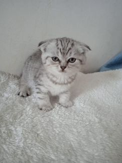 Шотландские