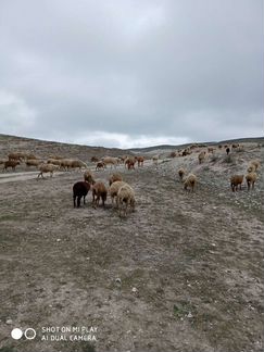 Продается овцематки150г горные покрытые цена 6тыся - фотография № 2