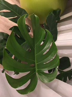 Монстера 80 см