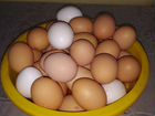 Яйцо куриное домашние