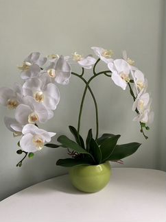 Орхидеяв горшке