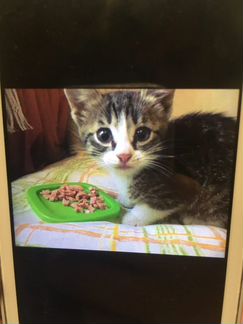 Котенок девочка 3 месяца