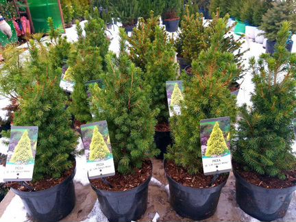 Ель белая в горшочке