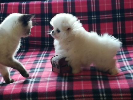 Домовенок Кузя