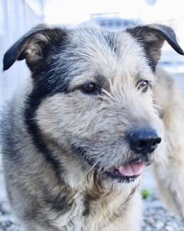 Собака в дар в добрые руки