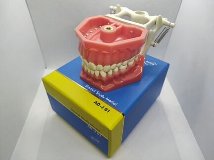 Стоматологический фантомы arma Dental Study Model