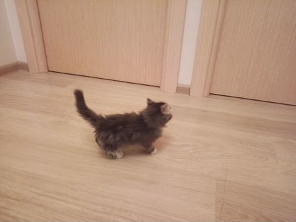 Отдам кошечкy