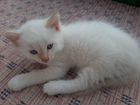 Красивый белый котик от кошки крысоловки приучен