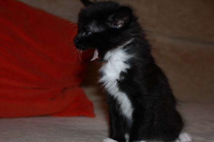 Кошка