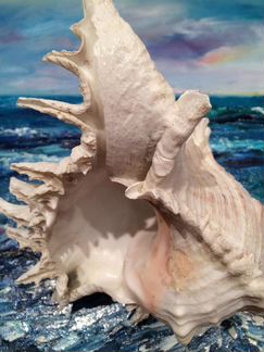 Ракушка Cassis Мальдивы 21 см