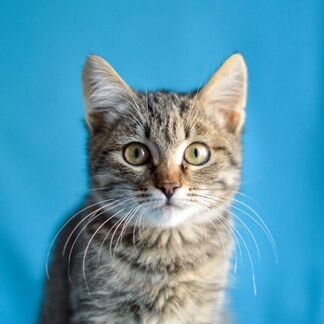 Котенок мальчик в добрые руки