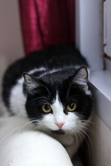 Кошка в самые добрые руки