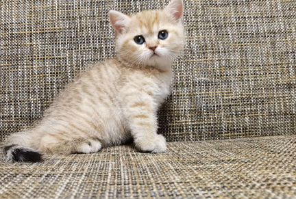 Шотландский котик