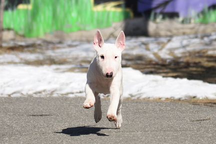 Белый миниатюрный бультерьер щенок